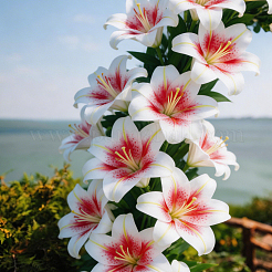 Cabezas de flores de lirio artificiales de pvc&nbsp;DIY-WH0591-594