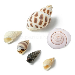 Naturspirale Muschelperlen&nbsp;SSHEL-YW0001-02