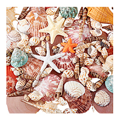14 Stile natürliche Muschelornamente&nbsp;AJEW-PH0011-89