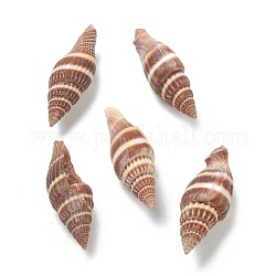 Perles de coquillage en spirale naturelle, perles non percées / sans trou, Sienna, 34.5~36x11~12x10~11mm