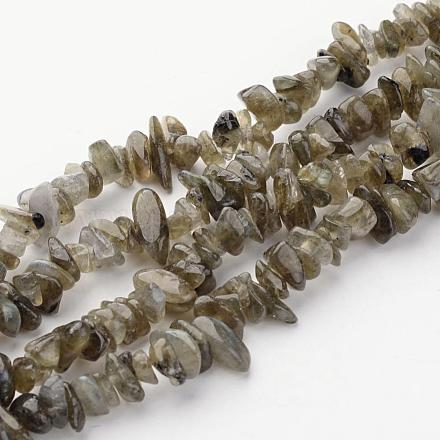 Natural Labradorite Chips Beads Strands X-F069-1