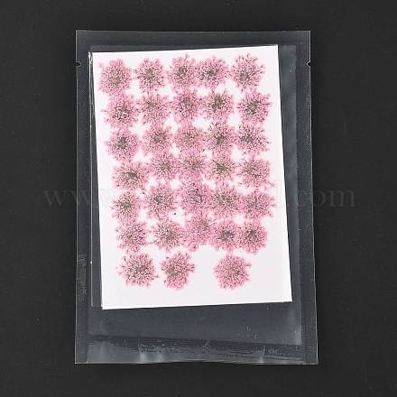 Gepresste Trockenblumen DIY-K032-58B-1