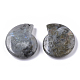 天然石ラブラドライトビーズ  穴なし/ドリルなし  らせん状のシェル形状  32.5x28x8mm G-R464-008A-2