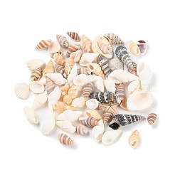 Natürliche Muschelschale&nbsp;BSHE-Z003-43
