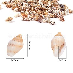 Kein Loch Spirale Muschelperlen&nbsp;SSHEL-YW0001-01