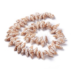 Natürlichen Spiralmuschelperlen Stränge&nbsp;X-BSHE-I016-08