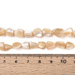 Natürliche Trochidschale / Trochusschalenperlenstränge&nbsp;BSHE-T014-23
