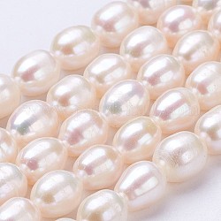 Hebras de perlas de agua dulce cultivadas naturales, oval, encaje antiguo, 7~9x6~7mm, agujero: 0.5 mm, aproximamente 35 pcs / cadena, 13.39 pulgada