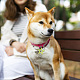 48 Uds. 2 estilos 4 colores transparente en blanco acrílico mascota etiqueta de identificación de perro PALLOY-AB00044-7