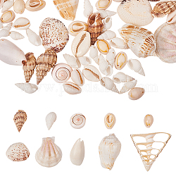 Perles coquillage mélangées, couleur mixte