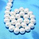 Oval Shell Pearl Bead Strands BSHE-L013-S-A013A-3