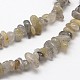 Chips Natural Labradorite Beads Strands G-N0164-60-2