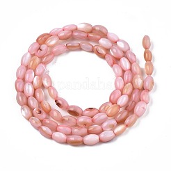 Shell perle d'acqua dolce fili&nbsp;SHEL-T009-B15-02