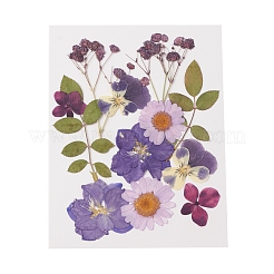 Fleurs séchées pressées&nbsp;DIY-YWC0001-102