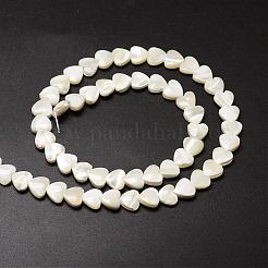 Fili di perle di conchiglia trochid naturale / trochus&nbsp;SSHEL-K012-04