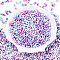 Opaque Acrylic Beads, Peanut, Mixed Color, 6.5x4x3mm, Hole: 1.5mm, about 9998pcs/500g