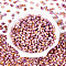 Spray Painted Glass Seed Beads, Oval, Orchid, 7x4~4.5mm, Hole: 0.9mm, about 2500pcs/pound