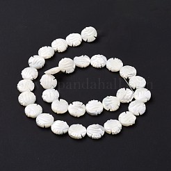 Naturelles trochides coquille brins de perles&nbsp;SSHEL-G023-16B