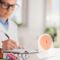 Display per parti del corpo del modello flessibile in silicone morbido con ombelico con supporti in acrilico&nbsp;ODIS-WH0002-21