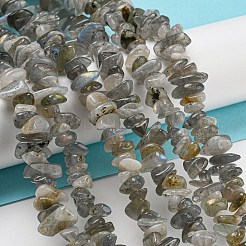 Natur Labradorit Chip Bead Stränge&nbsp;G-M205-13
