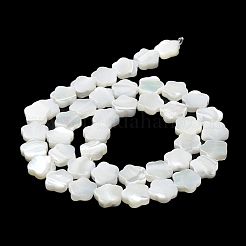 Natürliche Trochusmuschelperlenstränge&nbsp;X-BSHE-P033-07