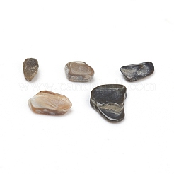 Perles de coquillages naturels d'eau douce&nbsp;BSHE-I011-03A