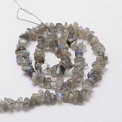 Natur Labradorit Chip Bead Stränge&nbsp;L-G-M298-06
