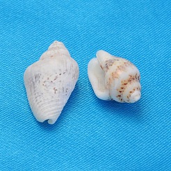 Naturspirale Muschelperlen&nbsp;SSHEL-S001-04