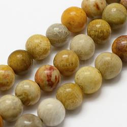 Fossiles naturelle perles de corail brins, ronde, 8mm, Trou: 1mm, Environ 48 pcs/chapelet, 15.3 pouce (39 cm)