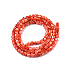 Eau douce naturelle de coquillage perles brins&nbsp;SHEL-N003-33-A06