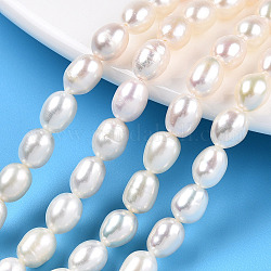 Fili di perle di perle d'acqua dolce coltivate naturali, riso, colore conchiglia, 6.8~7.5x5.5~6mm, Foro: 0.7~0.8 mm, circa 24~25pcs/filo, 7.09 pollice (18 cm)