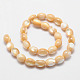 Chapelets de perles de baril de coquille de mer naturelle SSHEL-M014-04-2