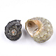 Perles de coquillages en spirale SSHEL-T005-03-2