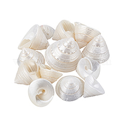100 g natürliche Muschel-Ausstellungsdekorationen&nbsp;SSHEL-PH0001-40A