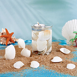 40 coquillage naturel pour décoration d'aquarium&nbsp;SHEL-PH0001-69B