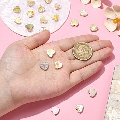 20 Stück natürliche Süßwasser-Muschelperlen im Ziehbank-Stil&nbsp;SHEL-CJ0001-32