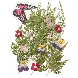 Gepresste Trockenblumen, für Handy, Fotorahmen, Scrapbooking DIY und Harzkunst Blumendekore, 137x100x0.3 mm