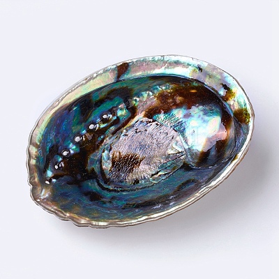Natürliche Abalone-Muschel / Paua-Muscheldekoration&nbsp;SSHEL-K024-01A-1