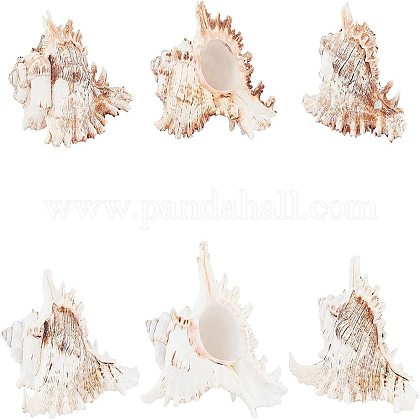 アクセサリー作り用 手作りの天然貝殻 6個の貝殻工芸品 貝殻4 4 X 3 6 X 3 4 個 室内装飾 花瓶フィラー 結婚式の目玉 クリスマス キャンドル作り を購入 Selected Pandahall Com Jp