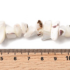 Chapelets de perles de coquille de trochid / trochus coquille&nbsp;SHEL-B003-02J