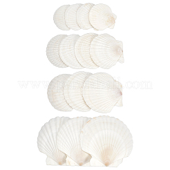 14 stücke 4 arten natürliche shell malerei zubehör&nbsp;DIY-NB0012-05