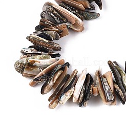 Cuentas de concha paua naturales hebras&nbsp;SHEL-T020-42