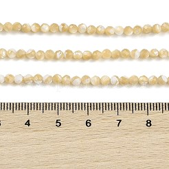 Natürliche Trochusmuschelperlenstränge&nbsp;BSHE-G036-08B-02