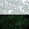 Luminous Glass Seed Beads, Glow in the Dark, Peanut, Light Green, 2.5x4x2mm, Hole: 0.8mm, about 11250pcs/pound