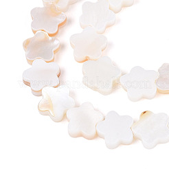 Naturali di acqua dolce perline shell fili&nbsp;SHEL-S276-111A