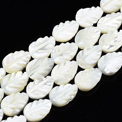Chapelets de perles de coquille de trochid / trochus coquille, eau de Javel, feuille, blanc, 11.5~12x8x3~3.5mm, Trou: 0.8mm, Environ 34~35 pcs/chapelet, 15.55 pouce (39.5~40.6 cm)