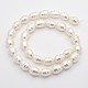 Oval Shell Pearl Bead Strands BSHE-M008-07-2