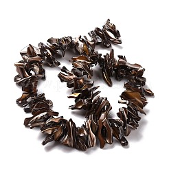 Natur trochid Muschelperlen Stränge&nbsp;SSHEL-G023-05A