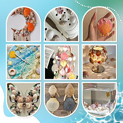 40 coquillage naturel pour décoration d'aquarium&nbsp;SHEL-PH0001-69B