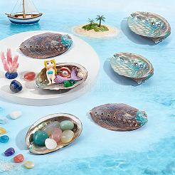 Dekorationen aus natürlichen Paua-Muscheln&nbsp;DJEW-WH0042-147